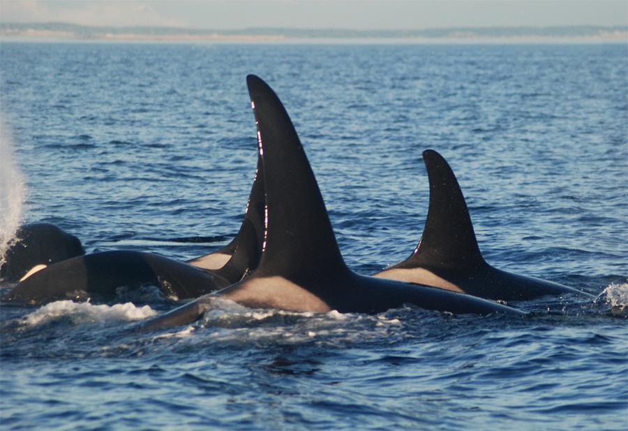 SoundWatch A pod of Orcas